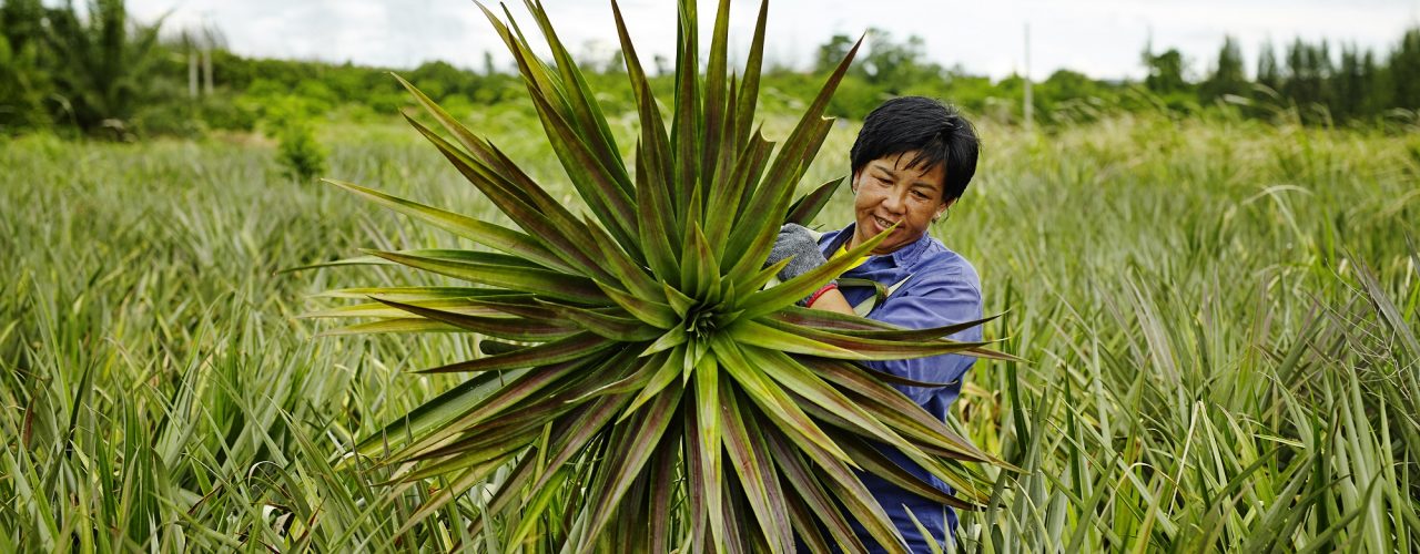 Ananas - van boer tot blik